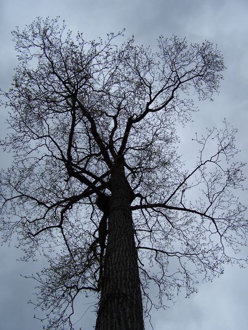 dandelionteeth's profile picture. Thinking in circles.