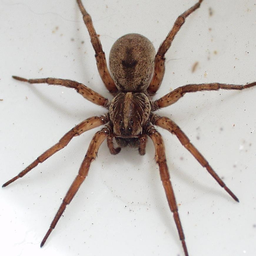 spider bitchess