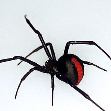 the realest spider around bruh