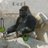 ballsac60150706's profile image