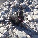 Lisa Austin - @hanslogo - Twitter