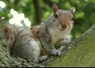 UNHgossipSqurl's profile picture. University of New Hampshire
The go to place for all things Squirelly