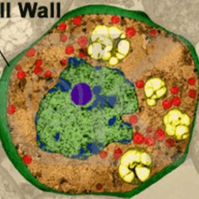 cellwall4All's profile picture. Holding everyone together... What would you do without us?