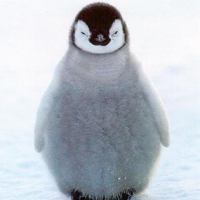 penguins and stuff