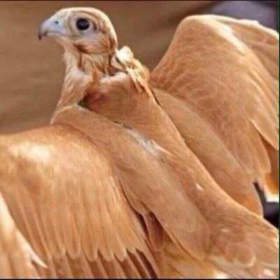 ‏‏‏‏‏حناء عتيبه ونشدا الكل عنا    حنا عمار الكون وحنا دماره