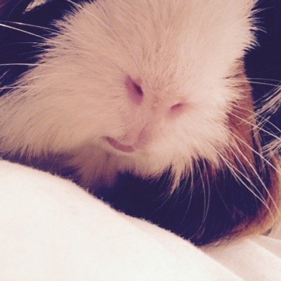 Hi this is the guineapigpage who does not like guinea pigs my page all about that please follow more tweets comming soon