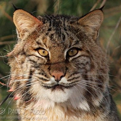 ucc_bobcats's profile picture. Once a Bobcat always a Bobcat❤️Ultimate Canadian Cheer CE National Champions 2014-2015, 2013-2014