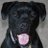 chuckthedog's profile image