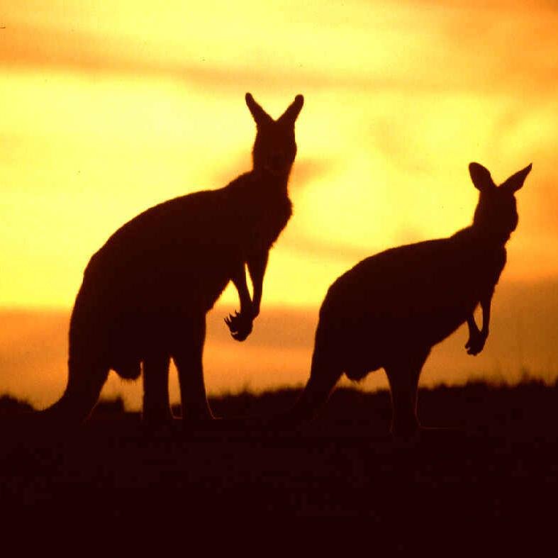 Everything Australia! Are you headed to Oz for work play or relaxation, find it all here.