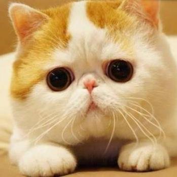 Adoro gatos, são minha paixão!!