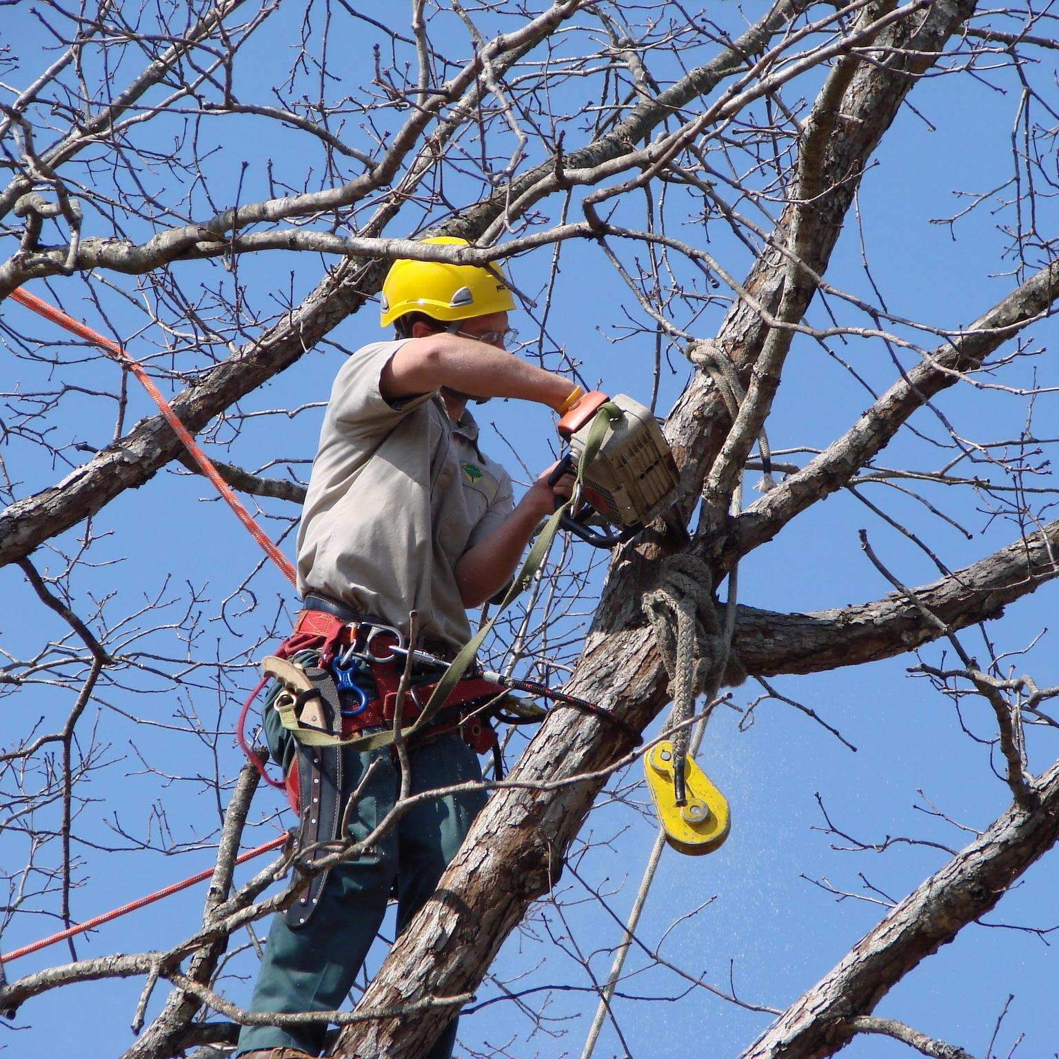 Oscar's Expert Tree Service - A cut above the rest. We do the following: Tree shaping, pruning, thining, reducing, removal and stump grinding. Call us today!