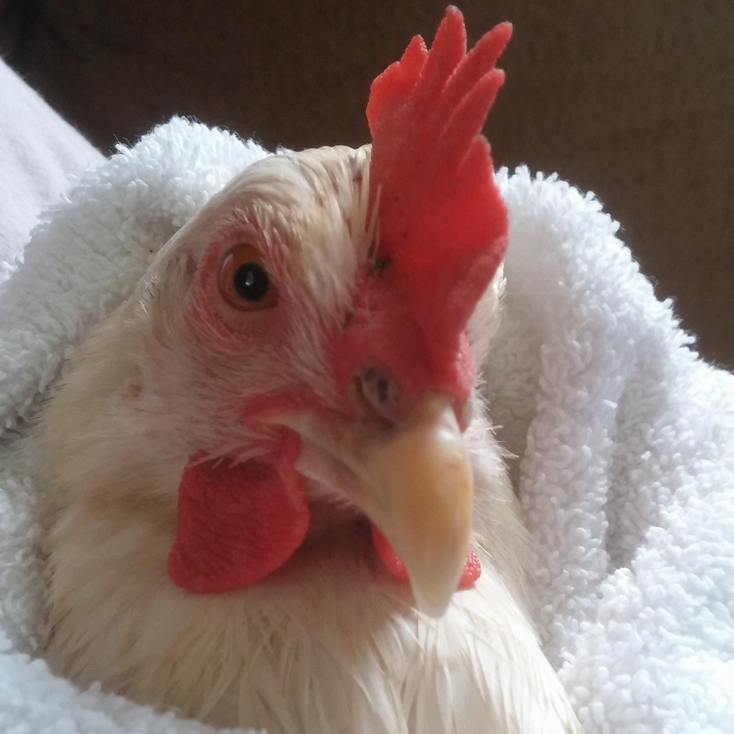 TicorinaFarms's profile picture. A micro poultry farm that uses natural methods to get the best eggs.