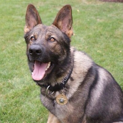 BustlingLevi's profile picture. [RP:Age-Unknown:Gender-Male:German Shepard]