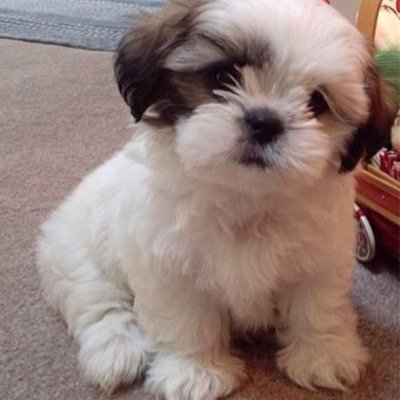 woof woof... woof woof woof