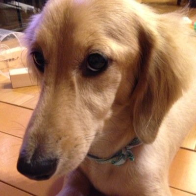 好きなものはスイーツとショッピング♪趣味はランチ巡りとピクニック！海も山も大大大好きです。元々ウエディング関連の仕事をしていたので、基本的にイベントやお祭り、記念日ごとが好きです！モットーは「毎日をエンジョイ」♪