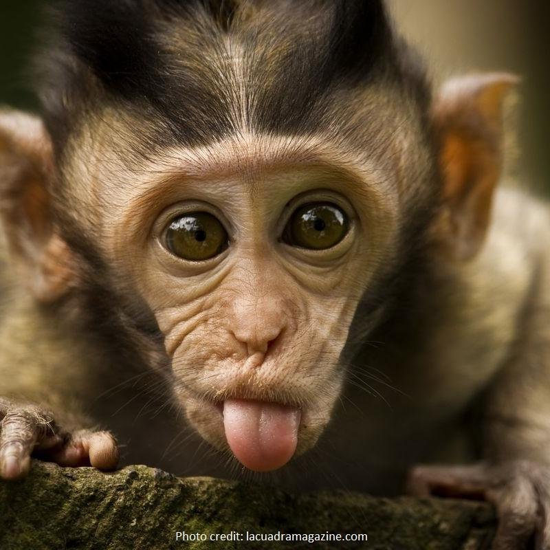 phonemonkeyuk's profile picture. 