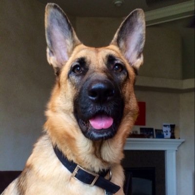 US Marine With my friend, and always faithful companion Sarah. #service dogs