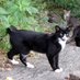 HarlemCats (@harlemcats) Twitter profile photo