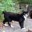 harlemcats's profile image