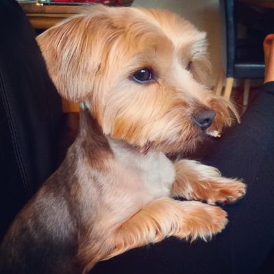 I'm Chester a 2 year old Yorkshire Terrier with a big personality! Spoilt rotten off my Mam & Dad!
