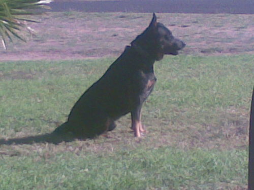 supergirl_09's profile picture. 