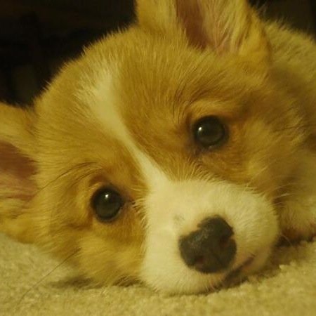 A sleepyhead student  ♥소녀시대 ♥  สวัสดีค่ะ ◕‿◕ In Fluffy Corgi's Short Legs We trust. =]♥(;