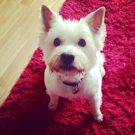 Oscar, the wee westie