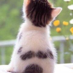 nikonikochann's profile picture. 