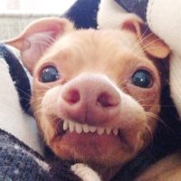 tunameltsmyheart (@tuna_the_dog) 's Twitter Profile