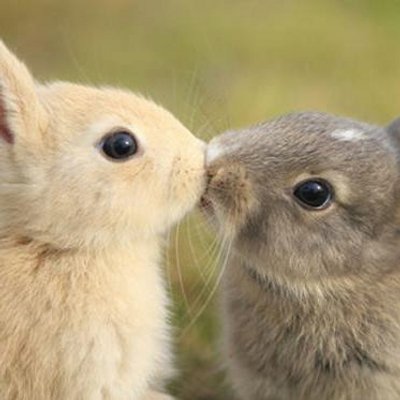 胸きゅん 可愛い動物 Na Tviteru ビスカッチャかわいい 南米のアンデス山中 ペルーやアルゼンチンなどに生息 アンデスウサギとも呼ばれがネズミの仲間 Http T Co Nedkpr78ox