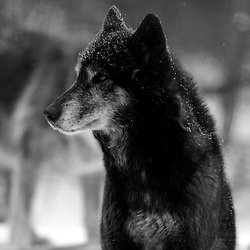 Hey I'm Kenya I'm the alpha in the Crimson pack I'm a shapeshifter and I hate humans I never turn down a fight My Mate: @tht_wolf German Shepard/Wolf. Son: Zack