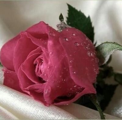 ‏طيبة 99 % لكن ﻻ احد يدوس لي على 1 % اعتبره الخط الاحمر بحياتي