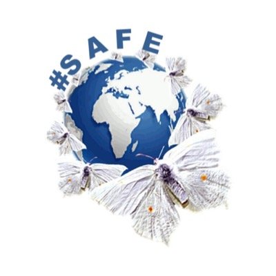 #SAFE Bengali part of the #SAFE network - Eve Thomas @EveThomasSAFE @SAFE_CPS