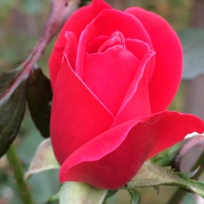 MOcrant's profile picture. 