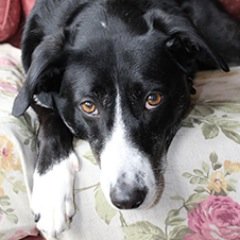 varicness's profile picture. Scotland. Wordy stuff. Dog bore.