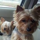 Donna Ferro - @1b673d3211954a6 - Twitter