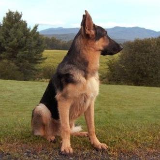 Lover of all creatures, just happen to prefer the company of German Shepherd Dogs.    Shepherdfest GSD's~ Making The World a Better Place One Shepherd at a Time