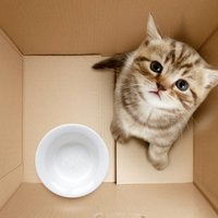 Anjelika Sedisto (@anjelikasedisto) Twitter profile photo