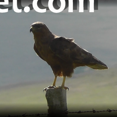 Love hiking, camping and birdwatching. Recently set up a new blog purely dedicated to birding and displaying my HD bird footage.