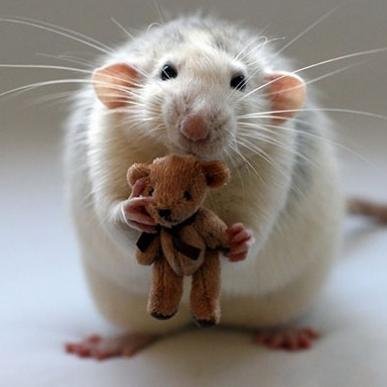 guismojames's profile picture. 