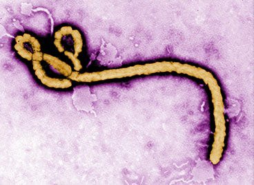 _Eb0laVirus_'s profile picture. Twatter is very serious business.