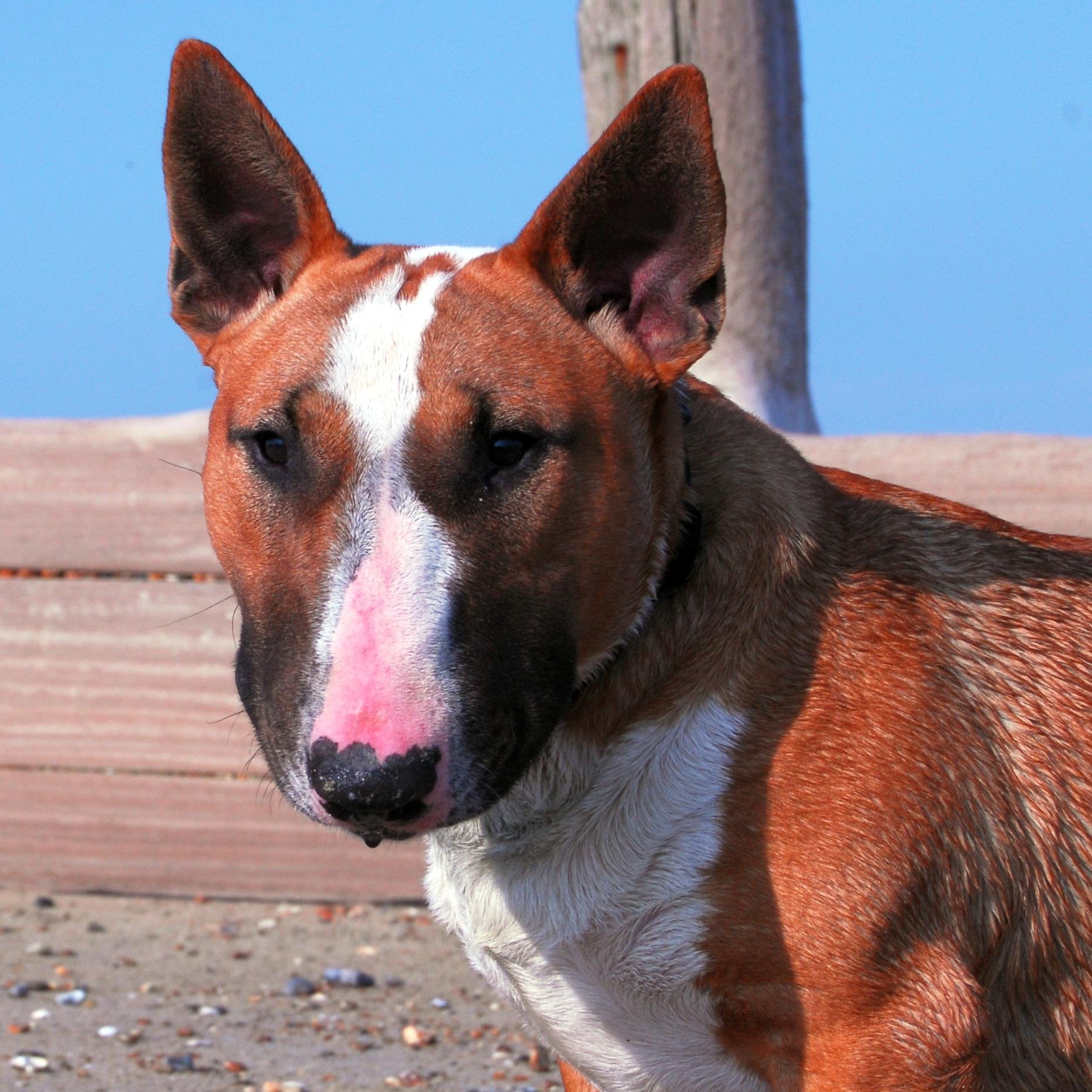 Bull Terrier breed specialist. Three generations of my family owned them I have 10 with 6 qualified for Crufts 2015. Minis and Standards.