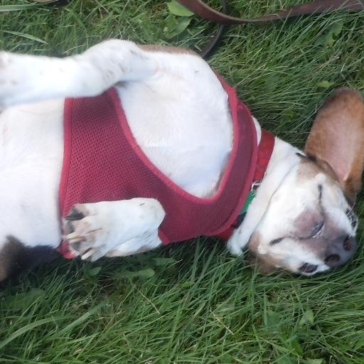 Benedictatorr's profile picture. Full time doggy life guard, part time gamer streamer / speedrunner.