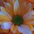 allthingsvols's profile image