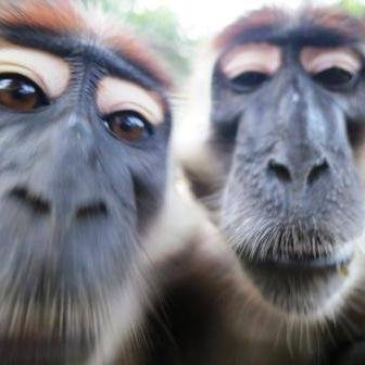 We support wildlife conservation by connecting amazing volunteer projects directly to travelers worldwide who want to live the dream and make a difference