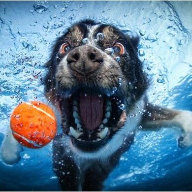 Tweeting pictures of dogs underwater, follow for a smile!