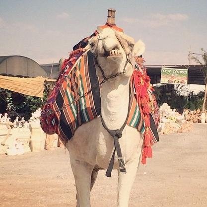 CalGoodman's profile picture. Self-employed building Internet things.