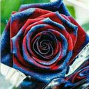 Robert Parris - @91db0ccd75414bf - Twitter