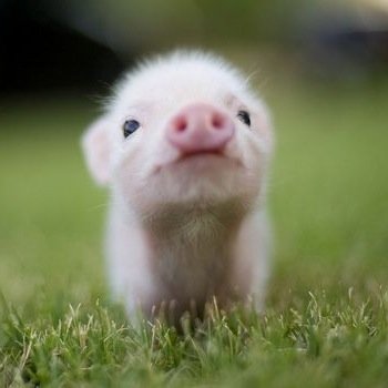 here to bring a smile on your face one pig at a time