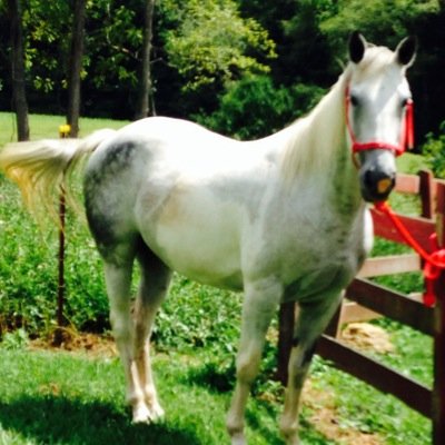 Hello everyone! This is PaisleyHoofbeats from the youtube channel - please check us out and subscribe! We are all things equestrian and more!! Happy riding!!